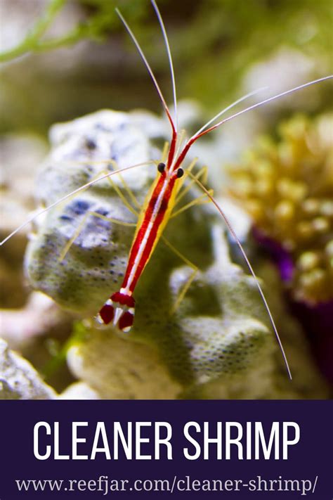 Cleaner Shrimp: Essential Care, Diet, & Breeding Guide