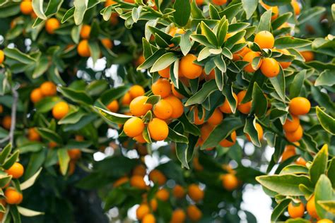 Kumquat: tips on planting & care - Plantura