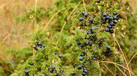 What Are The Health Benefits Of Juniper Berries?