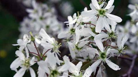 Serviceberry: Trees, Shrubs, Leaves, Flowers (Pictures) – Identification