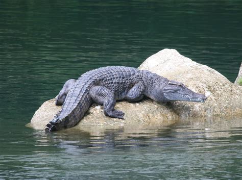 philippine crocodile photo credit merlijn van weerd | Crocodile ...