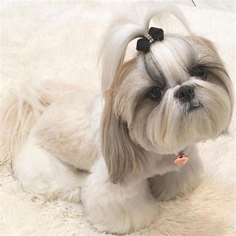 Find out more details on "Shih Tzu dogs". Visit our internet site. # ...