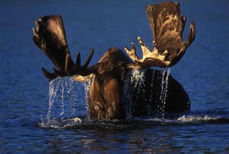 Moose Facts - Animal Facts Encyclopedia