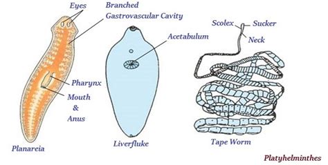 Examples Of Animalia Kingdom