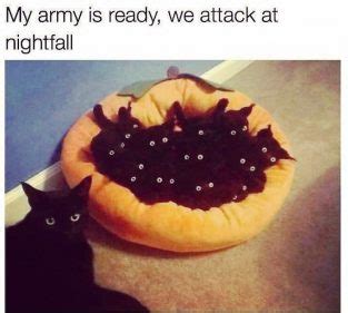 Top 15 Black Cat Memes That Are Terrifyingly Funny!