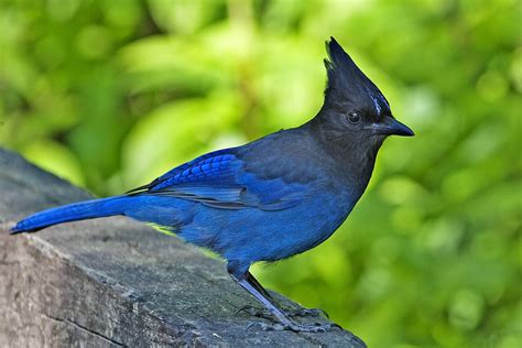 World Beautiful Birds : Steller's jays Bird | Amazing Facts & Latest ...