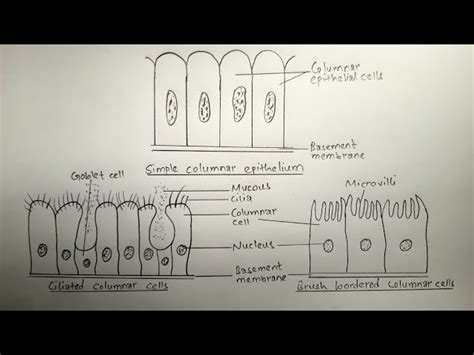 Simple Columnar Epithelium Labeled Diagram