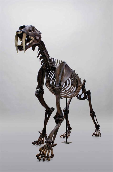 Bone Clones’ amazing replica animal skulls | How To Spend It