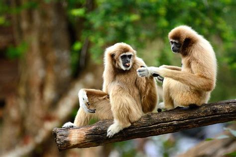 Male and female gibbons sing duets in time with each other | New Scientist