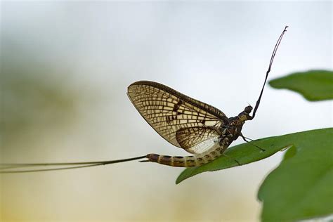 Stoneflies and mayflies, canaries of our streams