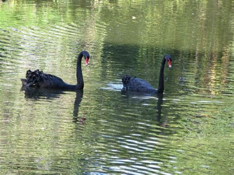 Black Swan Lake | Black swan, Swan lake, Swan