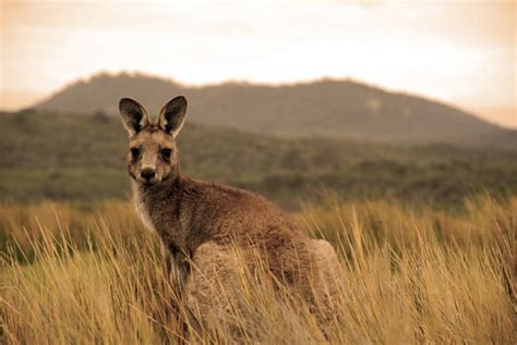 Australia is a unique wonderland of animals - Swain Destinations