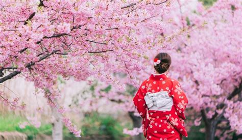 Cherry Blossoms In Japan: When And Where To See Sakura This 2020 ...