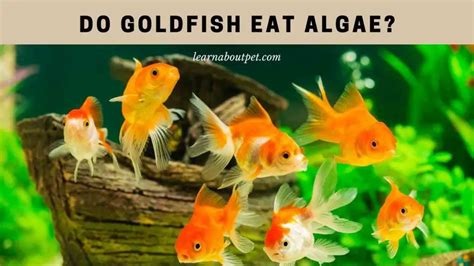 Do Goldfish Eat Algae? (9 Interesting Facts) - 2023