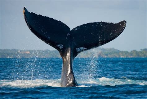 The powerful symbolism of the whale tale — Ocean Jewelry