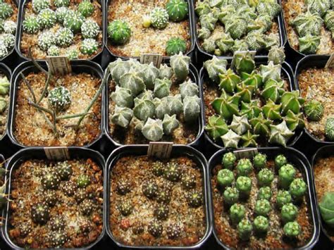 Techniques of Cacti Propagation: Propagation by Seed - World of Succulents