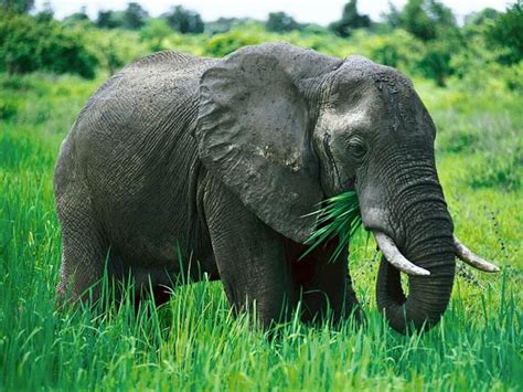 Eating wildly - Elephant Encyclopedia