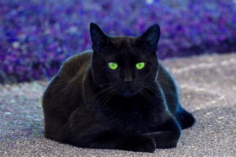 Robert Funk - Black Cat. Green Eyes For Sale at 1stDibs | black cat ...