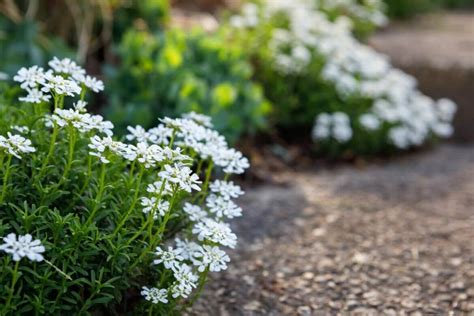 Candytuft Flower Meaning in the Language of Flowers - Petal Republic