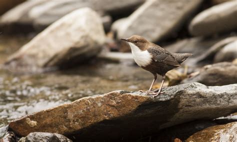 Dipper bird – Wye Valley AONB