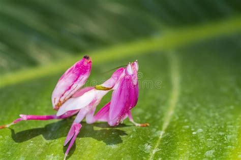 Orchid Mantis Camouflage. the Praying Mantis on Leaf Stock Photo ...