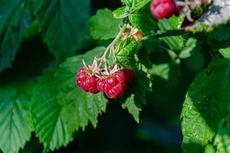 20 Edible and Non-Edible Red Berries You Need to Know - Smart Garden ...