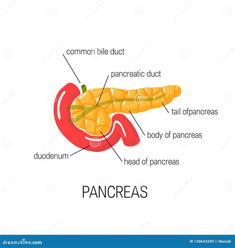 Pancreas Diagram Black And White