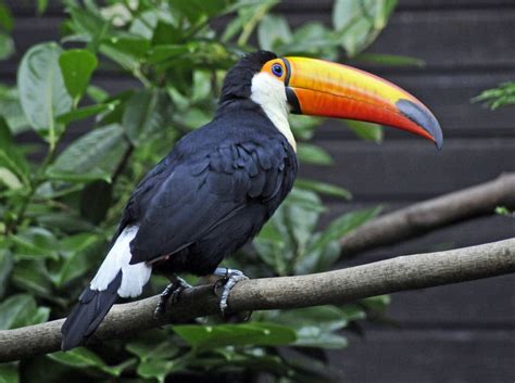 Toco Toucan Facts, Habitat, Diet, Life Cycle, Baby, Pictures