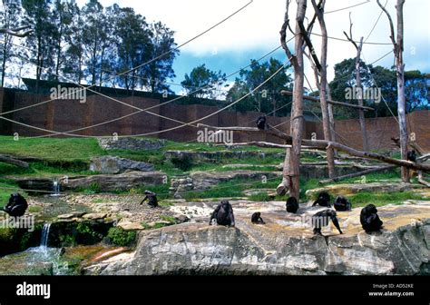 Taronga Zoo Sydney NSW Australia Chimpanzees Stock Photo - Alamy