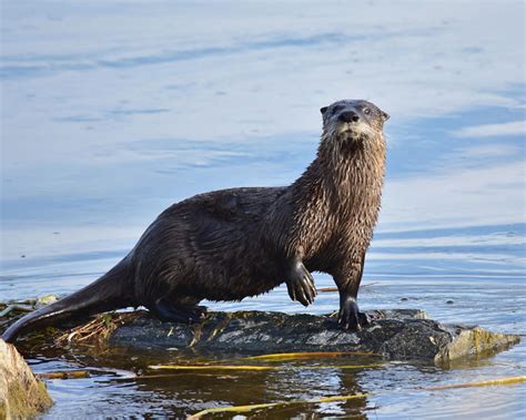 Nature Notes: North American River Otter – Henry L. Ferguson Museum