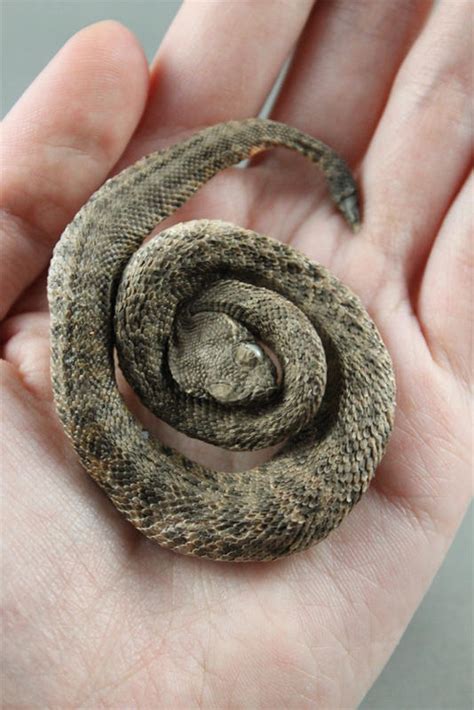 Baby Rattlesnake by BluesCuriosities on DeviantArt