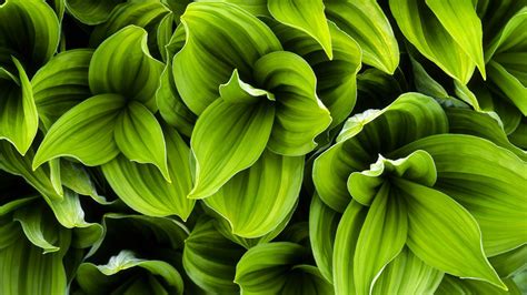 Green Leaves Wallpapers - Top Những Hình Ảnh Đẹp