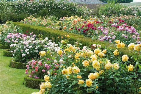 English Roses in the House & Garden: David Austin's The English Roses