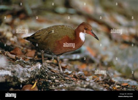 Aldabra rail, last flightless bird of the Indian Ocean, Dryolinnas ...