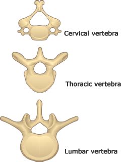 types of vertebrae. Beautiful design! | Thoracic vertebrae, Vertebrae ...