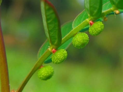 Bhumi Amla Powder - 9 Best Benefits - Granniez Green Herbs