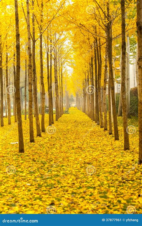 Autumn golden ginkgo trees stock image. Image of trail - 37877961