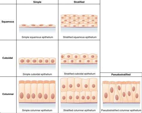 Tissue Types | BIO103: Human Biology