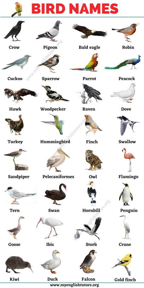 Birds vocabulary with video | Animals name in english, Animals name ...