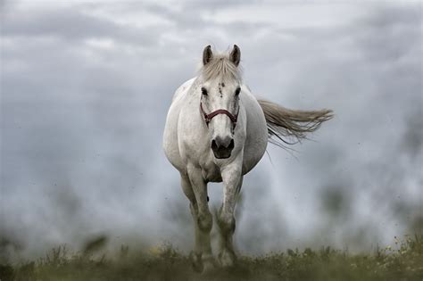 White horse running on grass field HD wallpaper | Wallpaper Flare