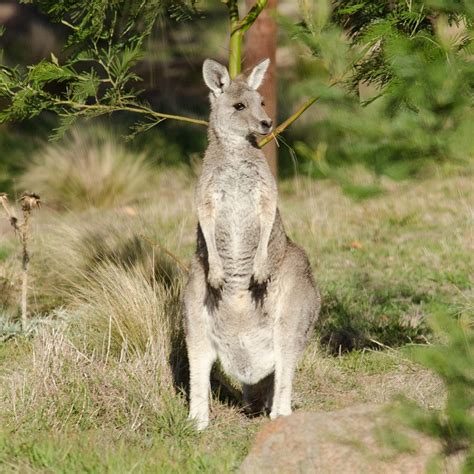 Kangaroos