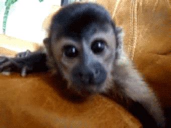 adorable monkeys gif | WiffleGif