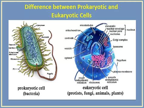 What is the difference between Prokaryotic and Eukaryotic Cells?