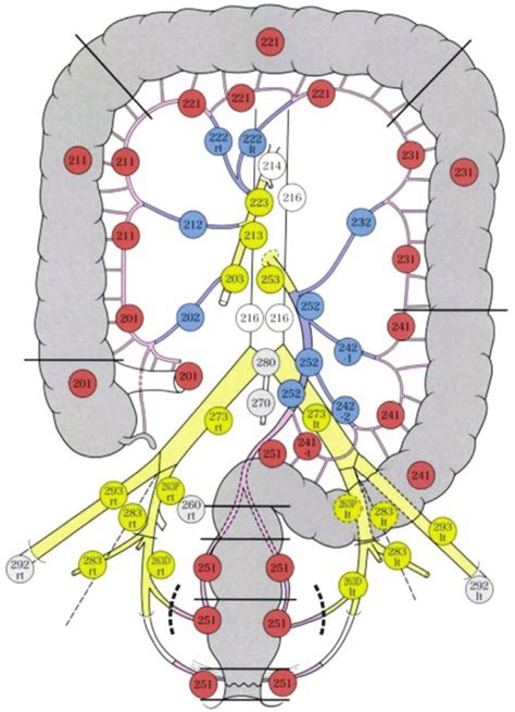 Definition of the extent of lymphadenectomy for colorectal cancer ...