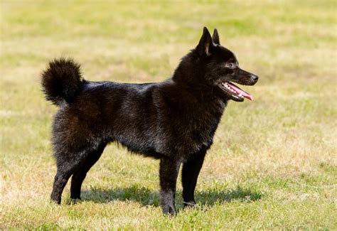 Schipperke Breed Information, Characteristics & Heath Problems ...