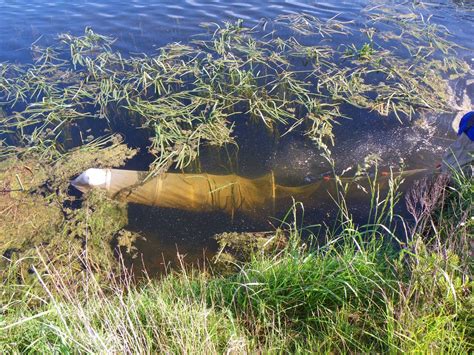 Yarra Pygmy Perch Recovery - Nature Glenelg Trust