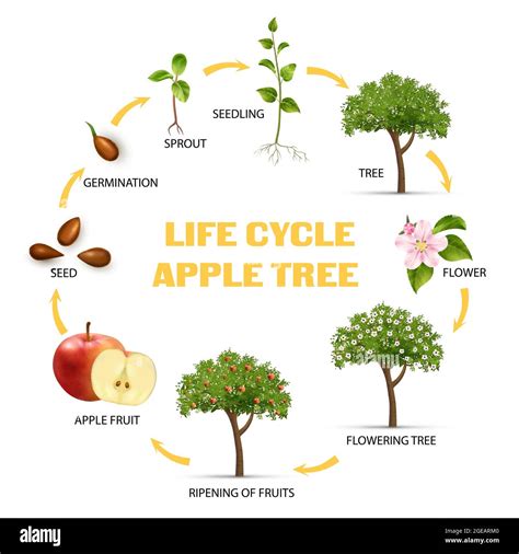 Apple tree life cycle infographic set realistic vector illustration ...