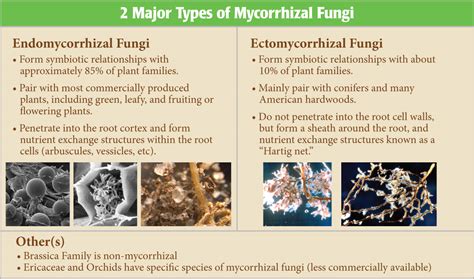 How it Works - Mycorrhizal Applications