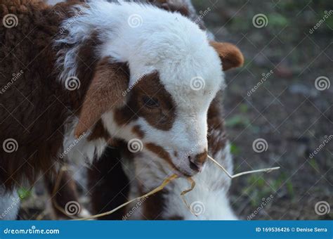 Cute baby lamb in the farm stock photo. Image of farm - 169536426