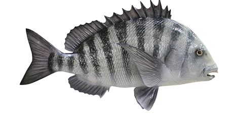 Sheepshead Fish Mount | mounted fish | fish trophy